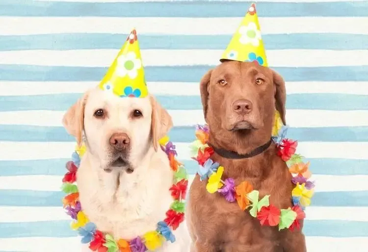 Dog done it